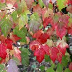 Javor ohnivý (Acer tataricum) ´GINNALA´ - výška 160-200 cm, kont. C5L